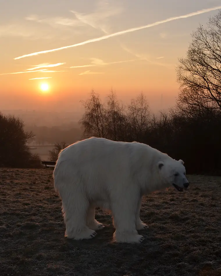 Life-sized polar bear standing on frosty grass at sunrise, built to promote the TV series Fortitude